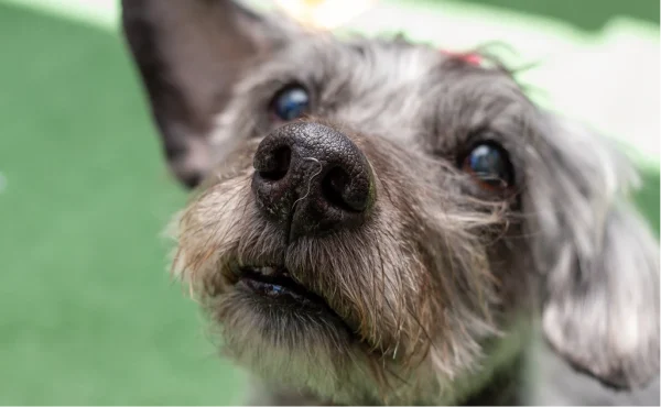 Consultoria Comportamental